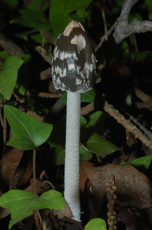 Coprinopsis picacea: la gazza tra i funghi dellinchiostro
